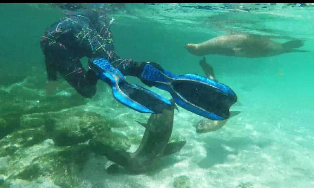 Θαλάσσιοι λέοντες κολυμπούν μαζί με ανθρώπους (vid)