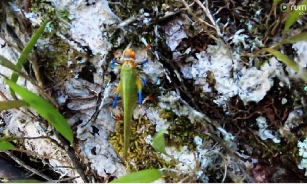 Το… πολύχρωμο έντομο που θα σας καταπλήξει (vid)