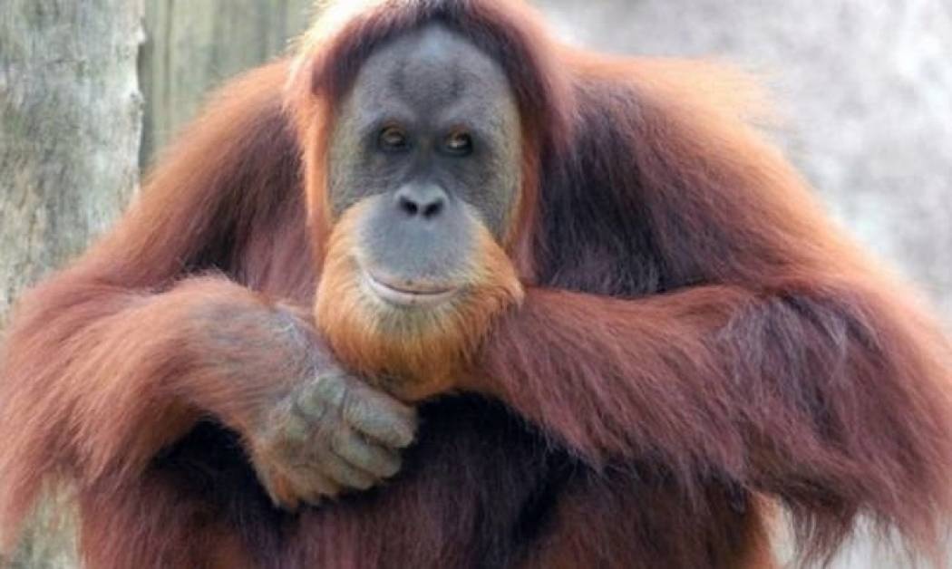 Ουρακοτάγκος ερωτεύτηκε μία... γυναίκα και δεν το κρύβει! (vid)