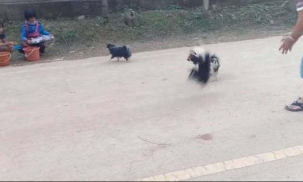 Τα εντυπωσιακά ακροβατικά δύο… Τσιουάουα (vid)