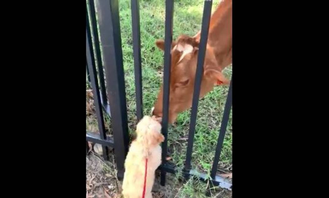 Αυτός ο σκύλος συνάντησε τις πιο φιλικές αγελάδες