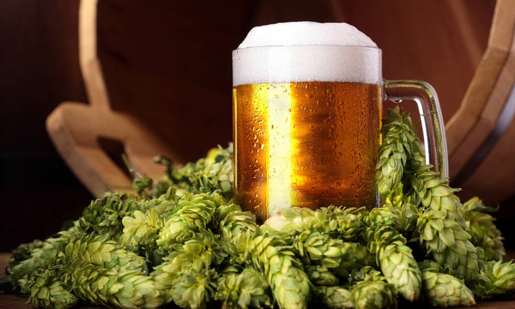 Λυκίσκος: Ποιους καρκίνους «σκοτώνει» το συστατικό της μπύρας