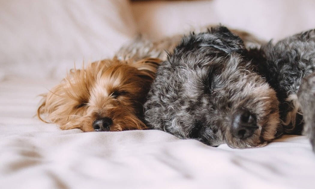 Ο σκύλος σου σε βοηθάει να κοιμάσαι καλύτερα!