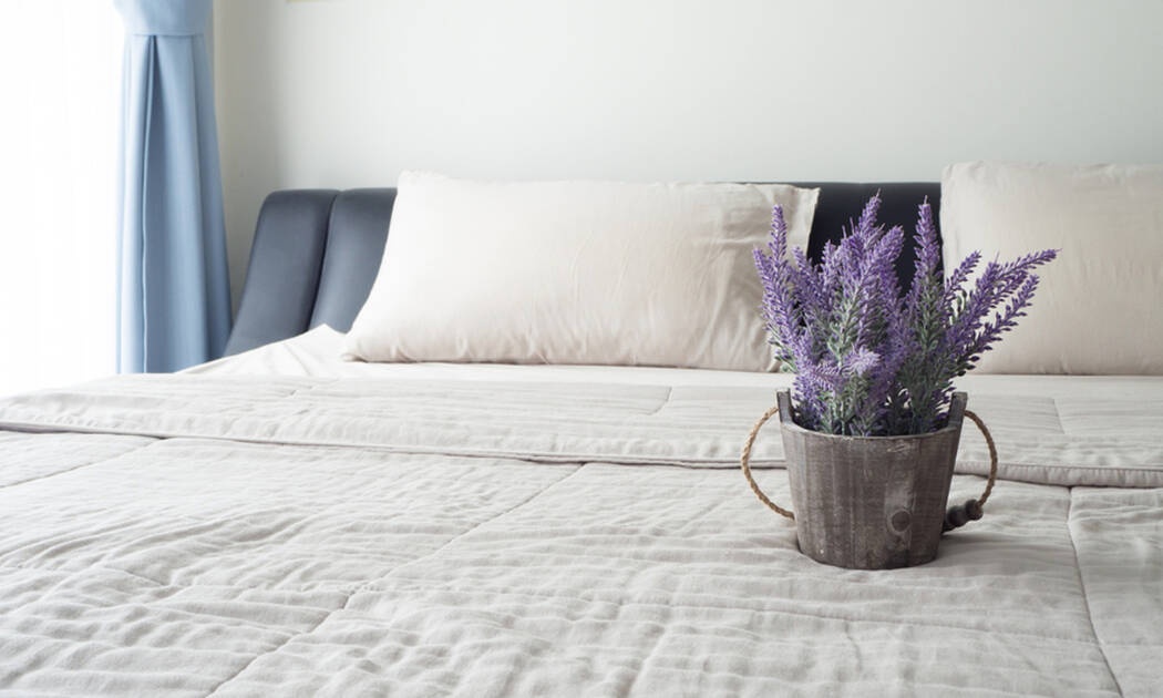 6 φυτά εσωτερικού χώρου που εγγυώνται καλύτερο ύπνο (video)