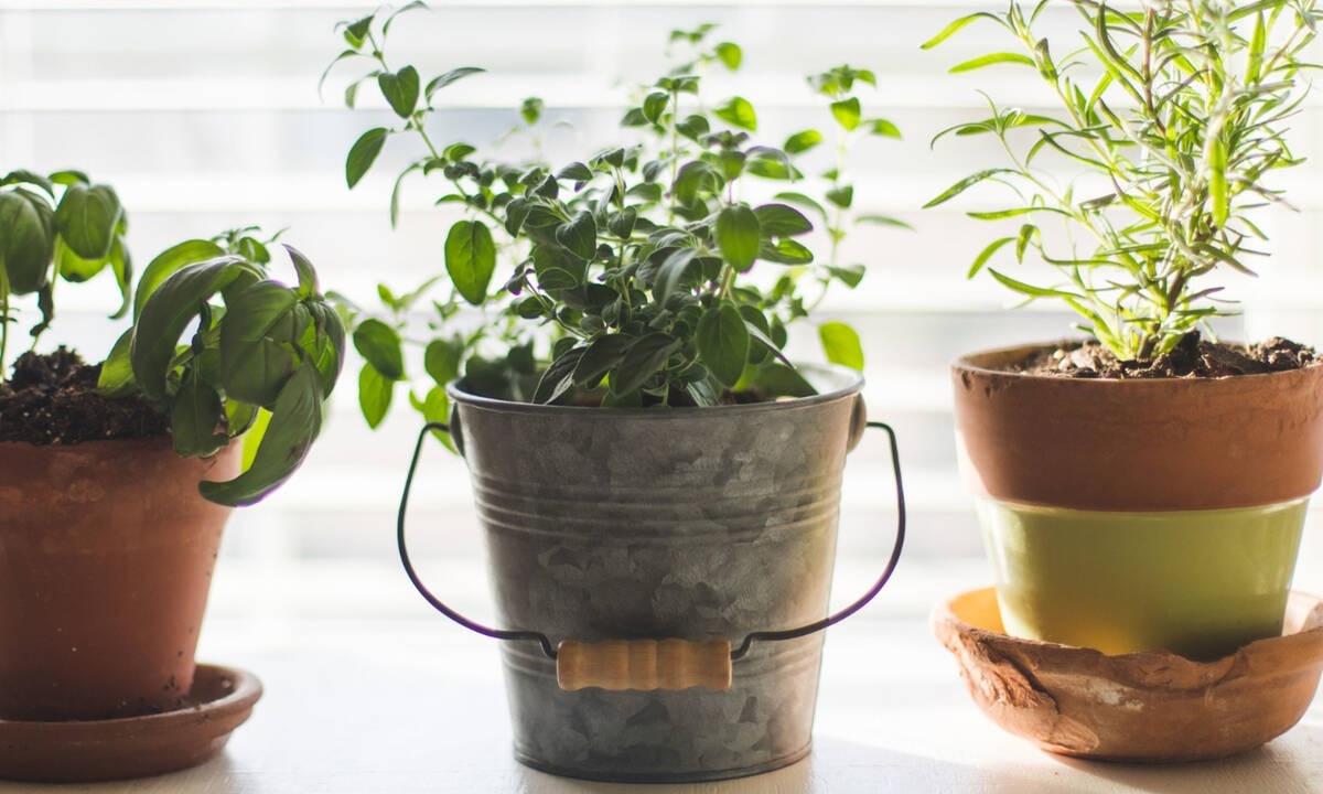 Πώς να καλλιεργήσεις μόνη σου τα λαχανικά και τα μυρωδικά που χρησιμοποιείς στο φαγητό σου