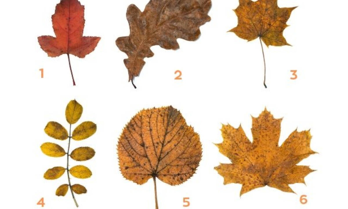 Τι είδους άνθρωπος είσαι; Διάλεξε 1 από τα 6 φύλλα και μάθε το!