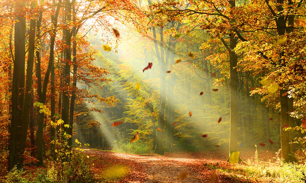 Ημερήσιες Προβλέψεις για όλα τα Ζώδια 03/11