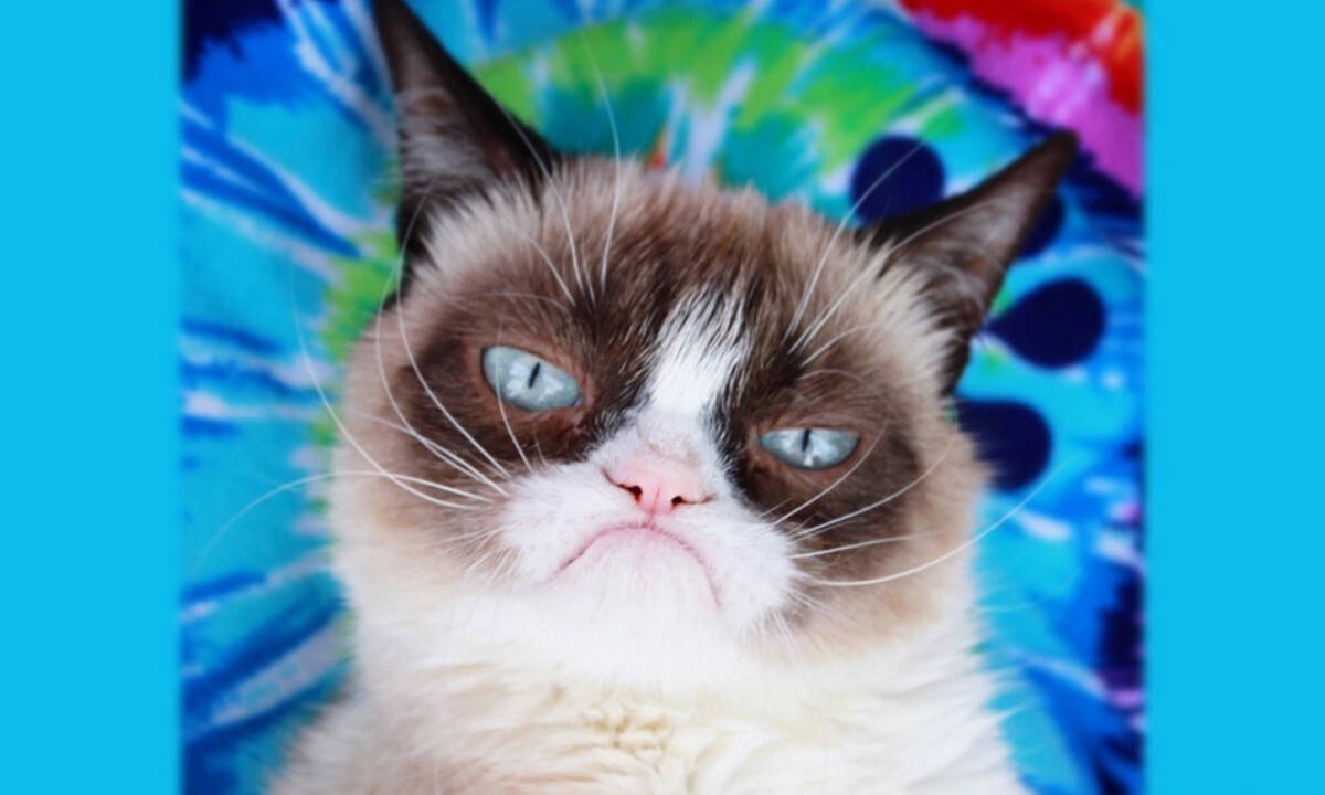 Η ατάκα της grumpy cat που εκφράζει το δικό σου ζώδιο