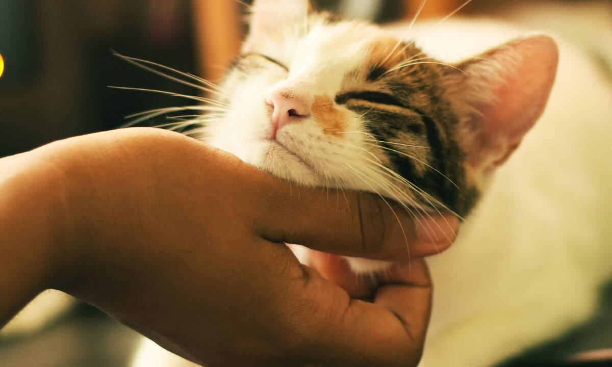 Οι γάτες είναι συνδεδεμένες με τους ανθρώπους τους, όπως ακριβώς τα σκυλιά και τα μωρά