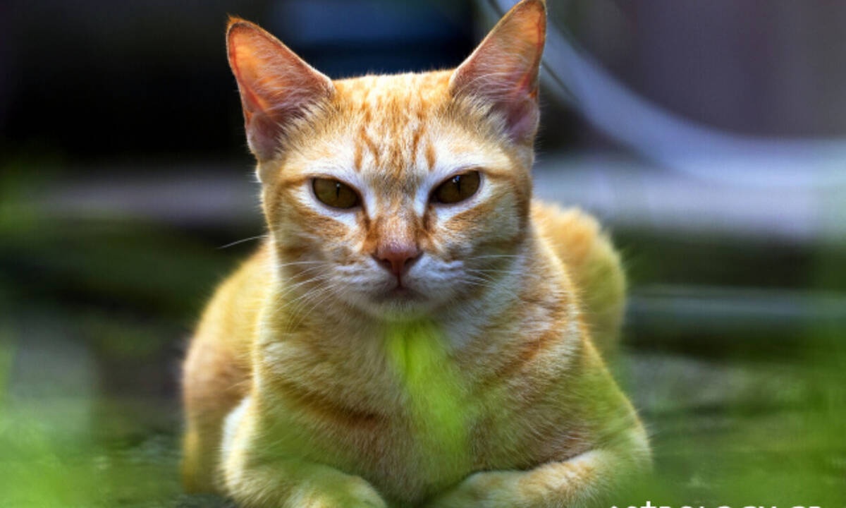 Παραδέξου το! Αυτές τις κακίες τις έχεις σκεφτεί και εσύ!