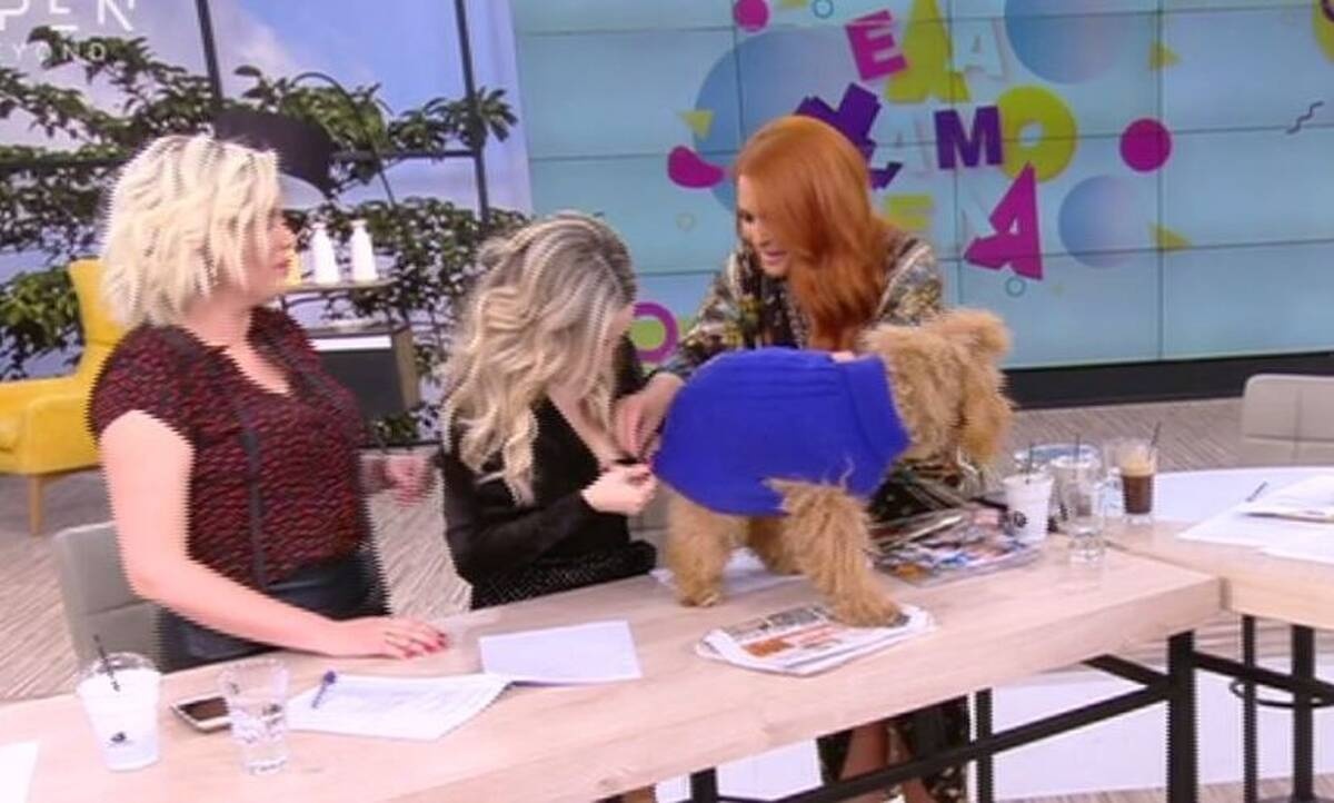 Έλα χαμογέλα: Χαμός στο πλατό! Η ζημιά της σκυλίτσας και η ατάκα του Βασάλου που τους «πάγωσε» όλους