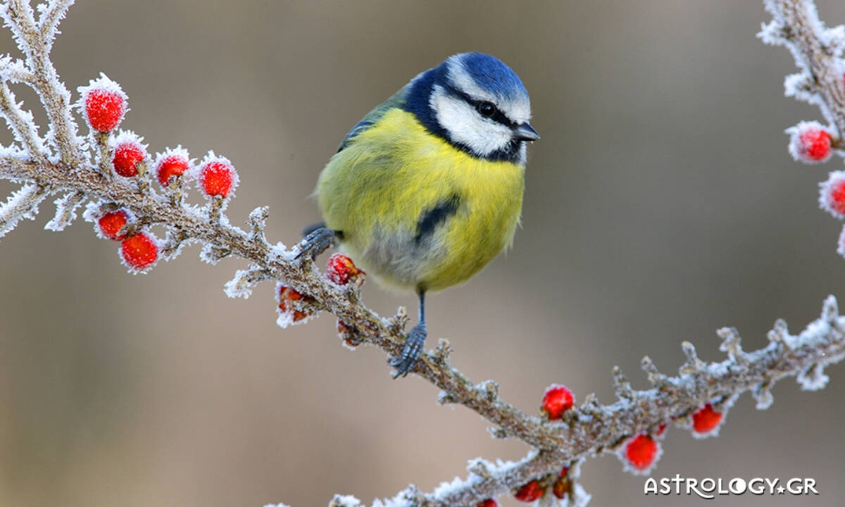 Ημερήσιες Προβλέψεις για όλα τα Ζώδια 10/02