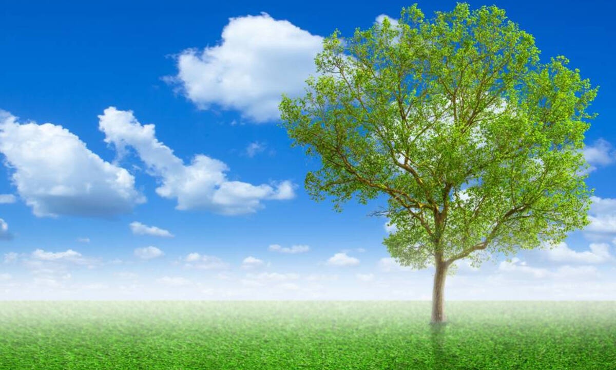 Μήπως είδες στο όνειρό σου δέντρο;