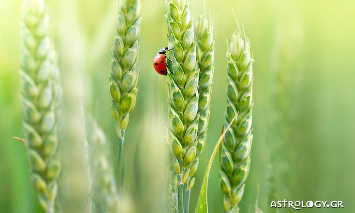 Ημερήσιες Προβλέψεις για όλα τα Ζώδια 19/03