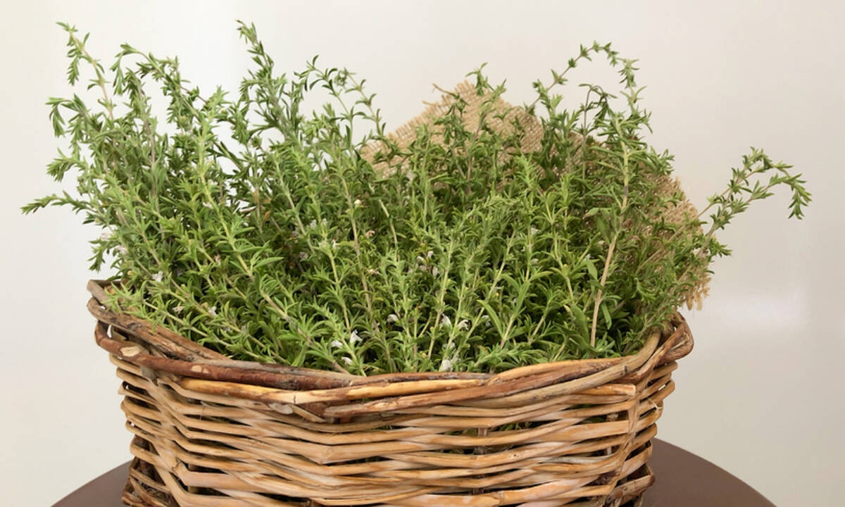 Θυμάρι: Οφέλη και θεραπευτικές ιδιότητες (εικόνες)