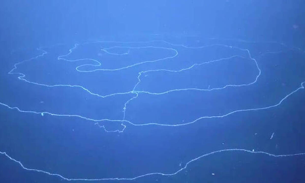 Ανακαλύφθηκε στα βάθη της θάλασσας το μακρύτερο ζώο της Γης! 