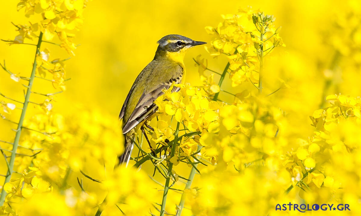 Διάβασε ΔΩΡΕΑΝ την προσωπική σου πρόβλεψη, για σήμερα 16/04/2020