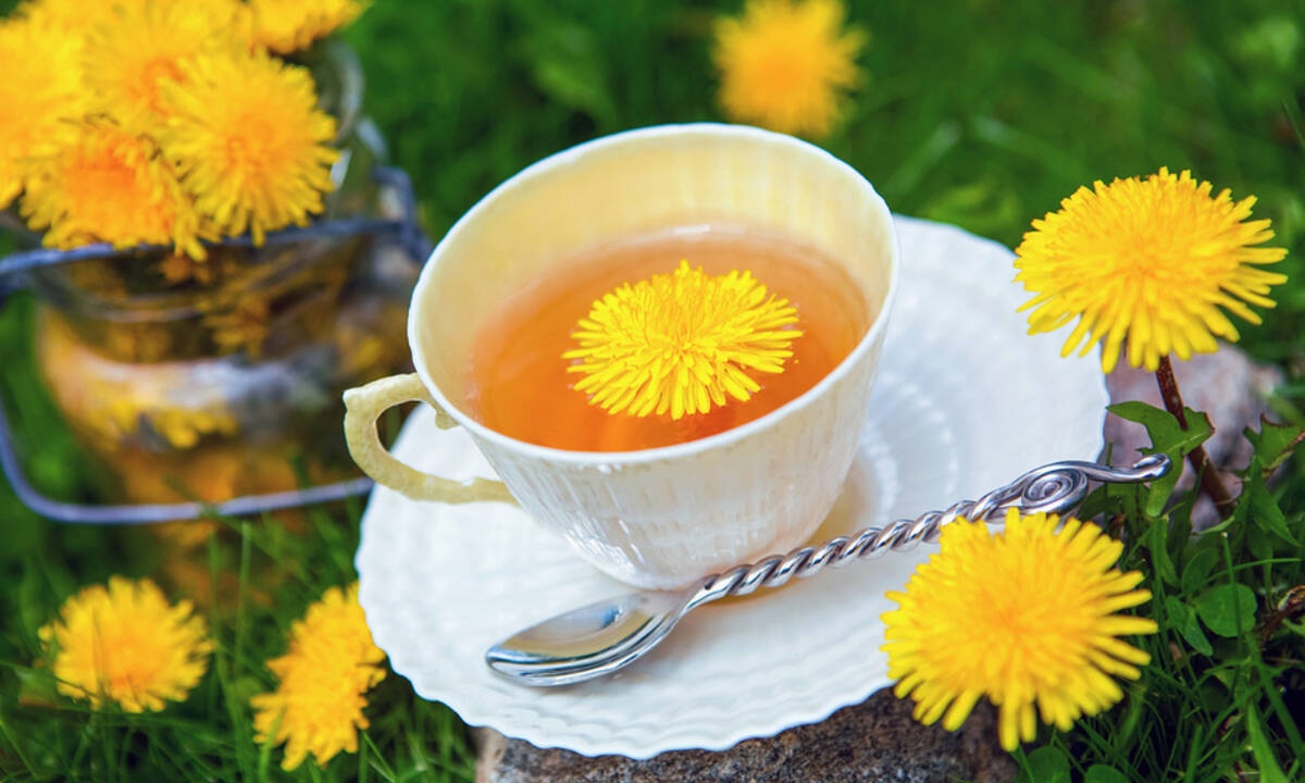 Πικραλίδα ή ταραξάκο: Ένα βότανο με πολλές ευεργετικές ιδιότητες (βίντεο)