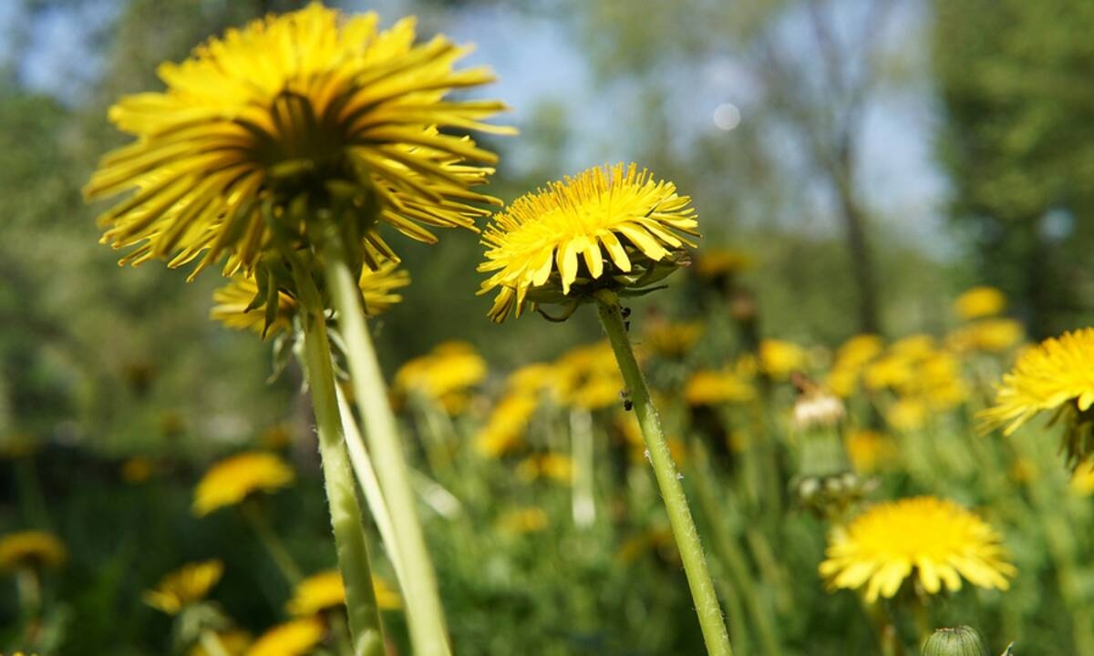 Πικραλίδα: Ένα βότανο με πολλαπλά οφέλη για την υγεία (εικόνες)