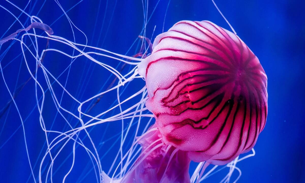 Διάβασε ΔΩΡΕΑΝ την προσωπική σου πρόβλεψη, για σήμερα 10/07/2020