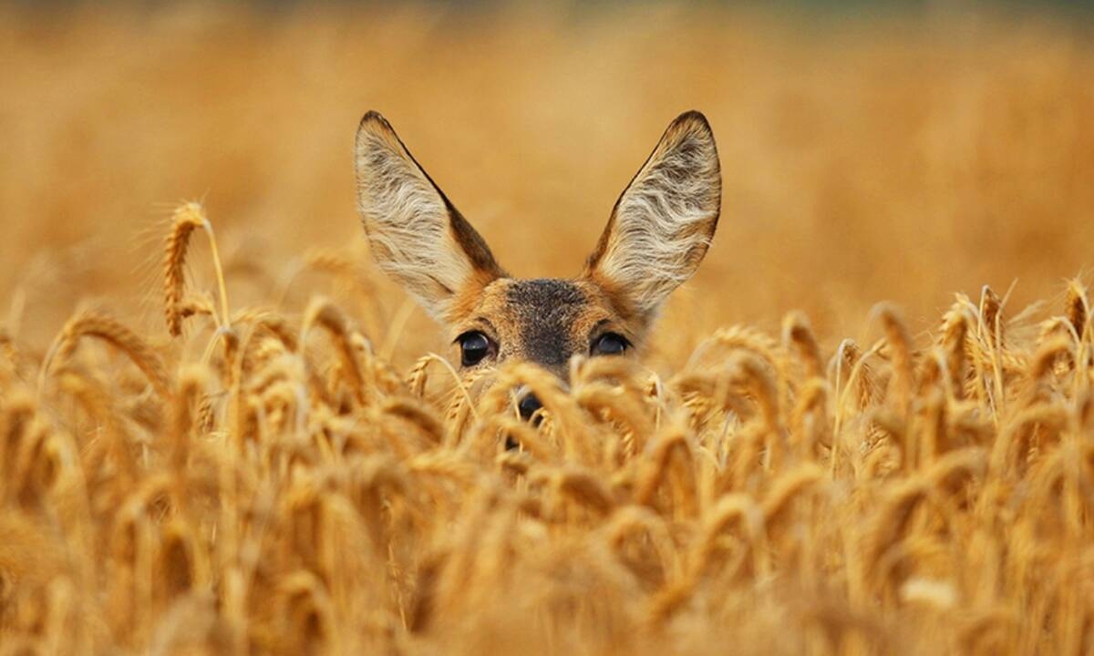 Διάβασε ΔΩΡΕΑΝ την προσωπική σου πρόβλεψη, για σήμερα 12/07/2020