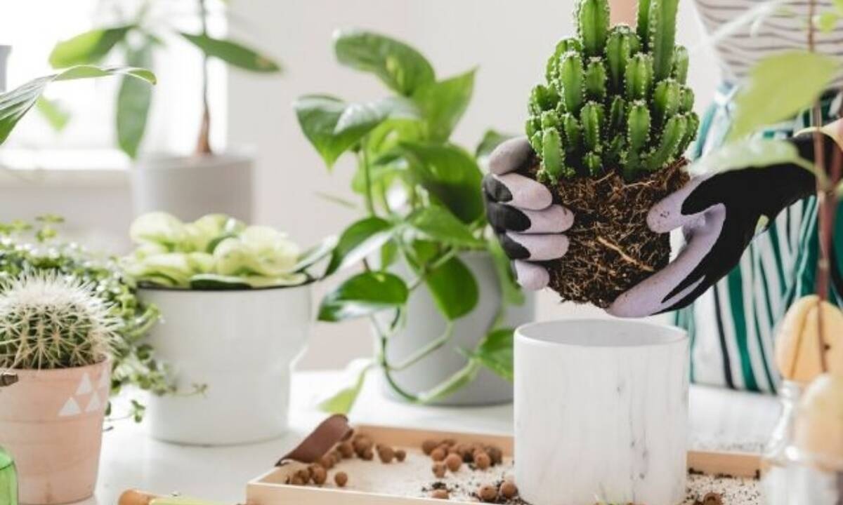 Αυτό το φυτό εσωτερικού χώρου ταιριάζει στο ζώδιό σου