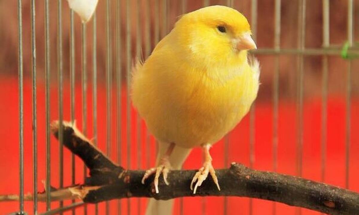 Είδες στο όνειρό σου καναρίνι;