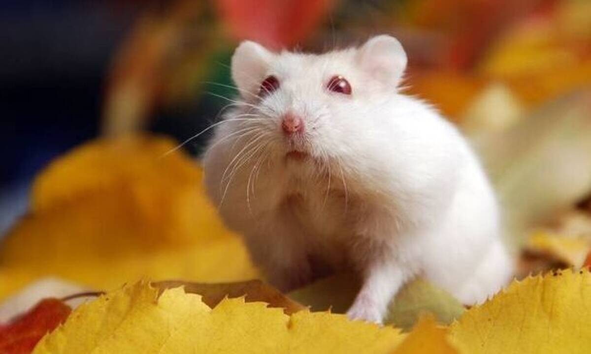 Είδες στο όνειρό σου ποντίκι;