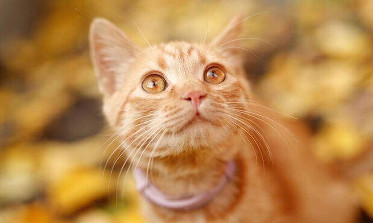 Διάβασε ΔΩΡΕΑΝ την προσωπική σου πρόβλεψη, για σήμερα 12/09/2020 