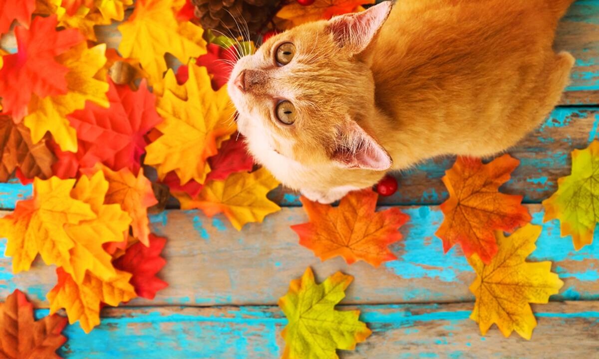 Διάβασε ΔΩΡΕΑΝ την προσωπική σου πρόβλεψη, για σήμερα 03/10/2020