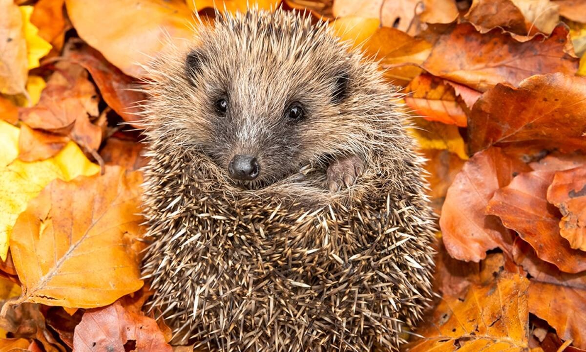 Διάβασε ΔΩΡΕΑΝ την προσωπική σου πρόβλεψη, για σήμερα 05/10/2020