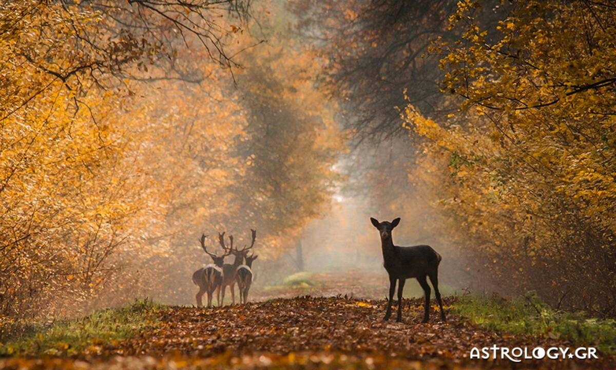 Διάβασε ΔΩΡΕΑΝ την προσωπική σου πρόβλεψη, για σήμερα 17/10/2020