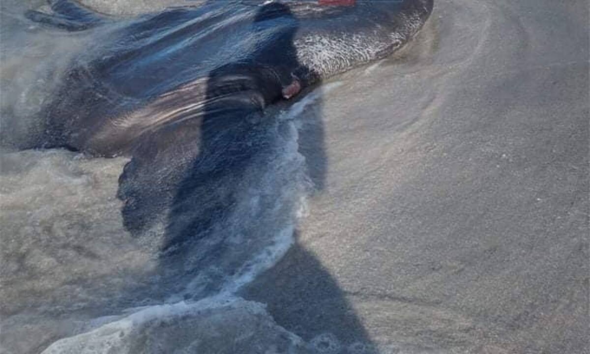 Έπαθαν πλάκα στη Μήλο: Το απόκοσμο ψάρι που ξεβράστηκε στην ακτή