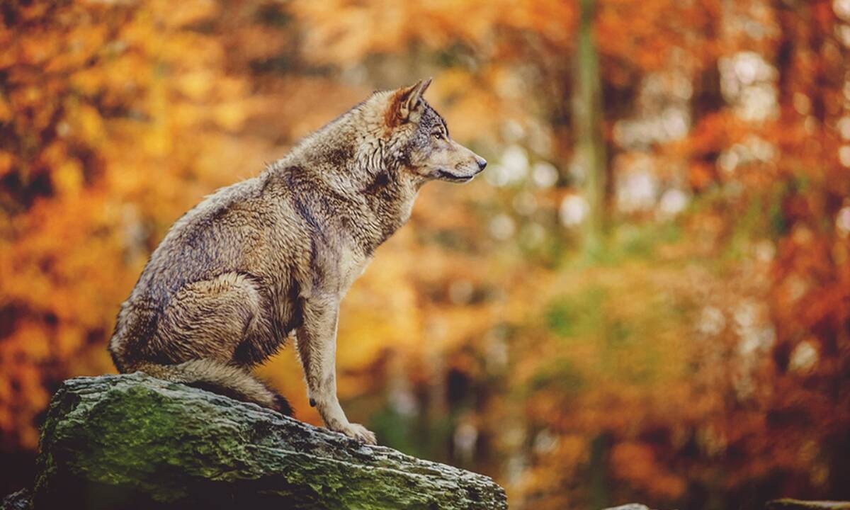 Διάβασε ΔΩΡΕΑΝ την προσωπική σου πρόβλεψη, για σήμερα 28/10/2020