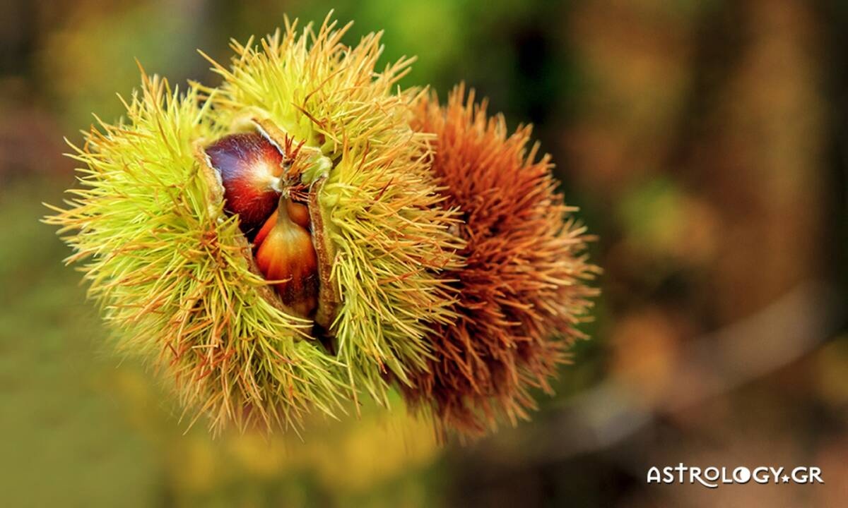 Διάβασε ΔΩΡΕΑΝ την προσωπική σου πρόβλεψη, για σήμερα 07/11/2020
