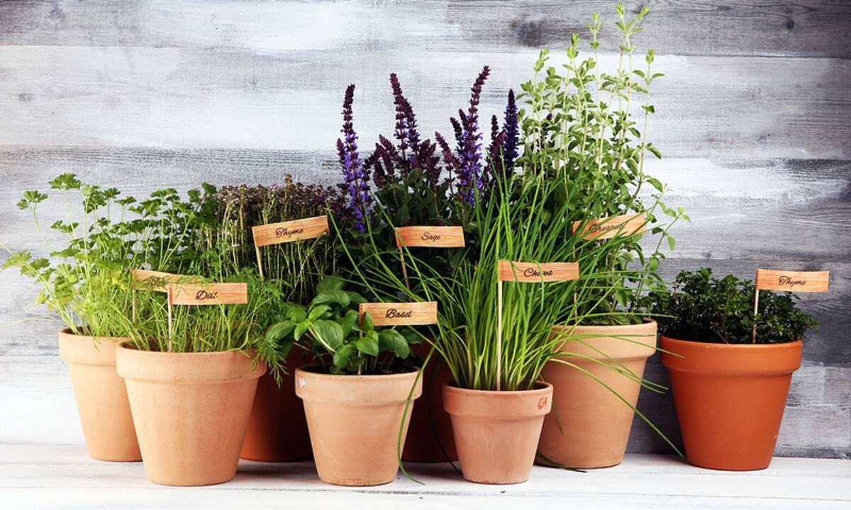 5 βότανα με φαρμακευτικές ιδιότητες & πώς να τα χρησιμοποιήσετε (βίντεο)