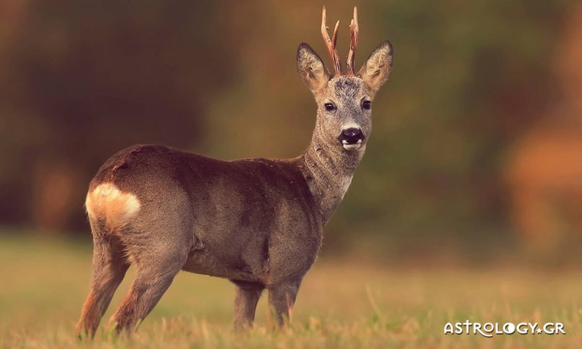 Διάβασε ΔΩΡΕΑΝ την προσωπική σου πρόβλεψη, για σήμερα 25/11/2020