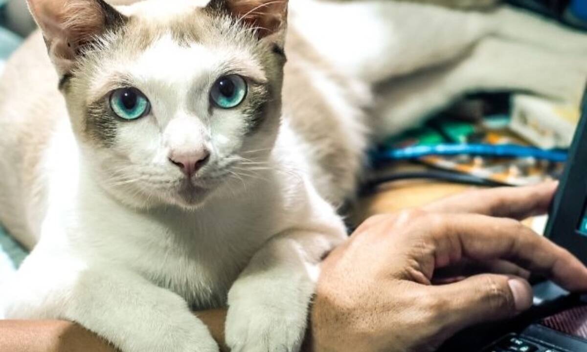 Τα 4 ζώδια που απαιτούν την απόλυτη προσοχή του συντρόφου τους