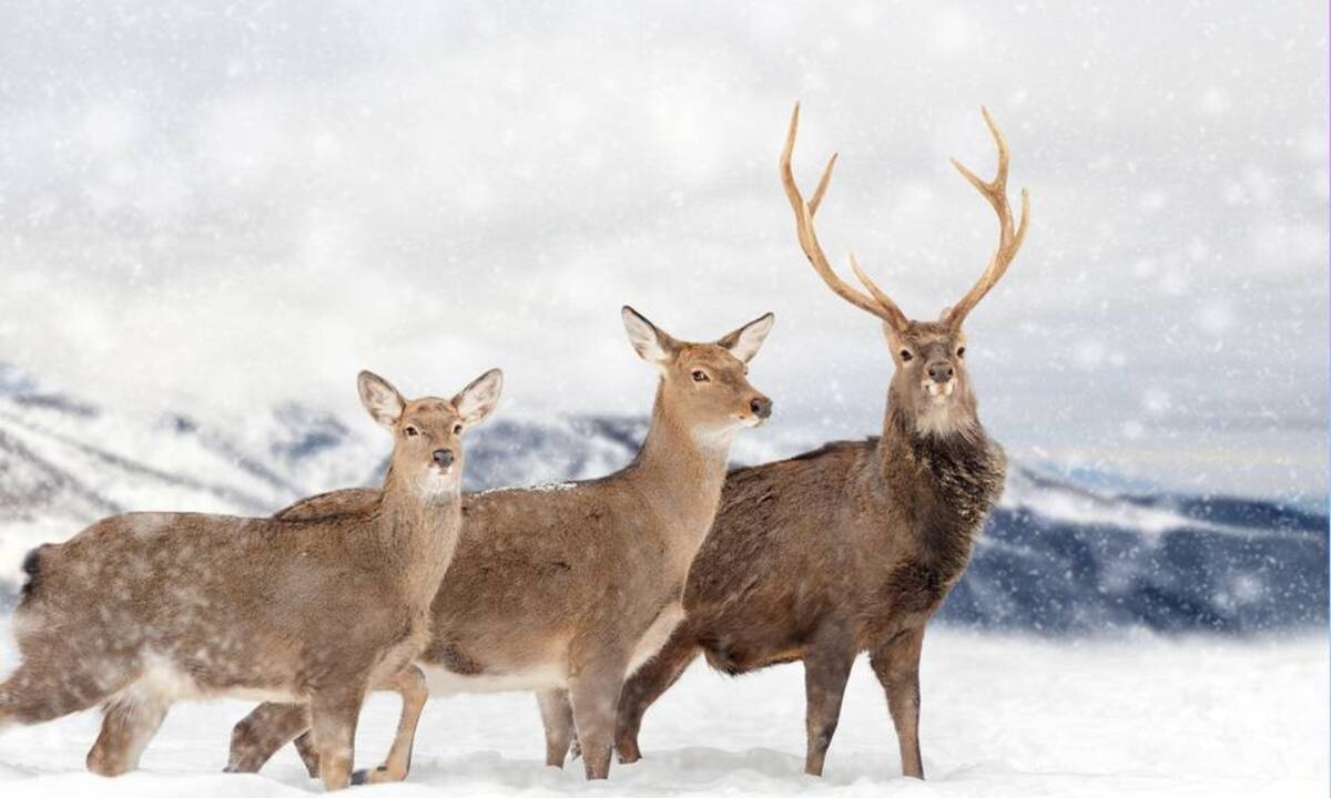 Διάβασε ΔΩΡΕΑΝ την προσωπική σου πρόβλεψη, για σήμερα 24/12/2020