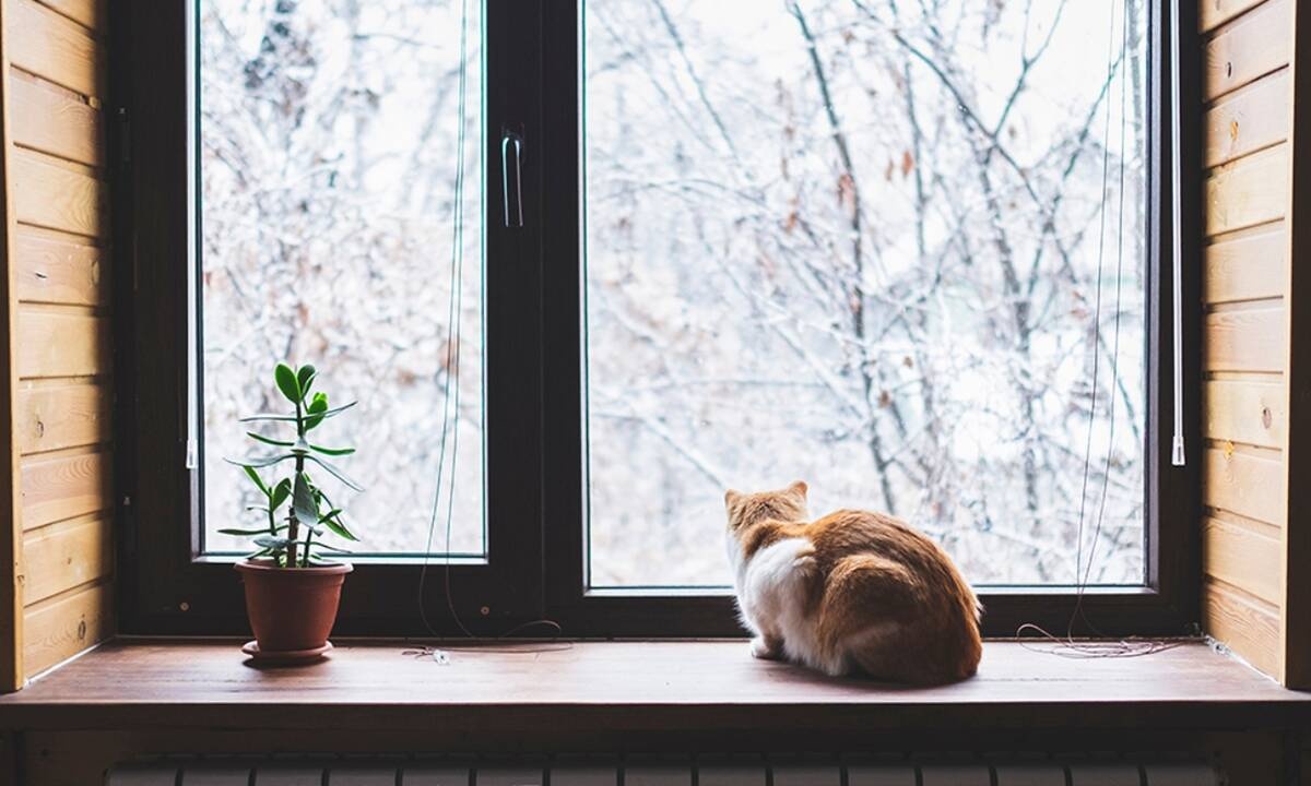 Ημερήσιες Προβλέψεις για όλα τα Ζώδια 12/02