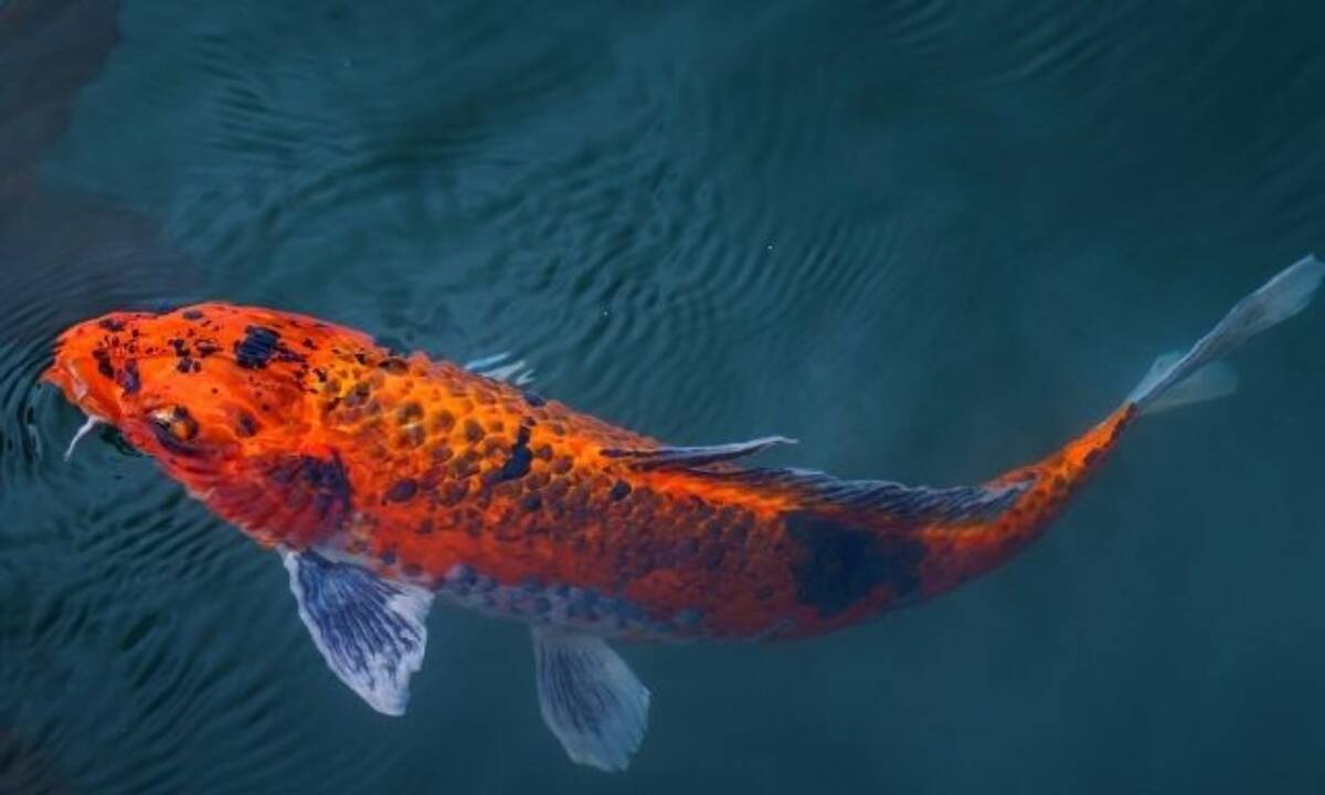 Σήμερα 18/02: Μάθε να ελίσσεσαι