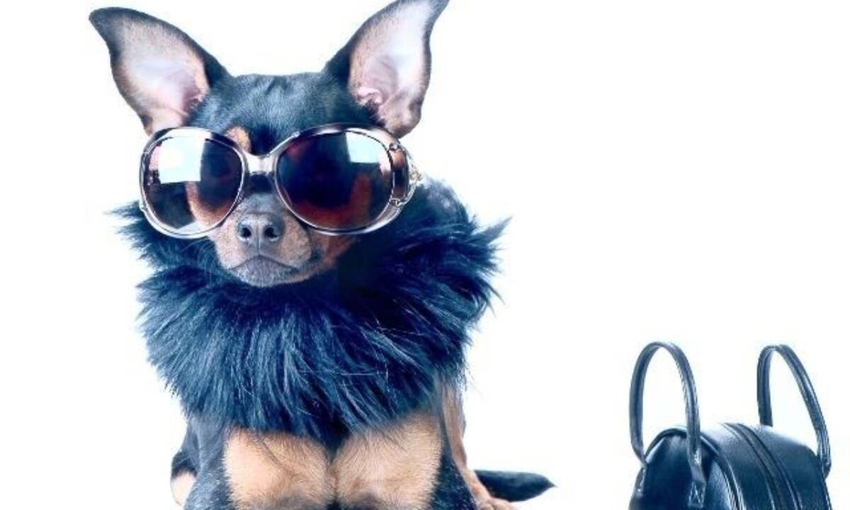 Τα 4 πιο κακομαθημένα ζώδια