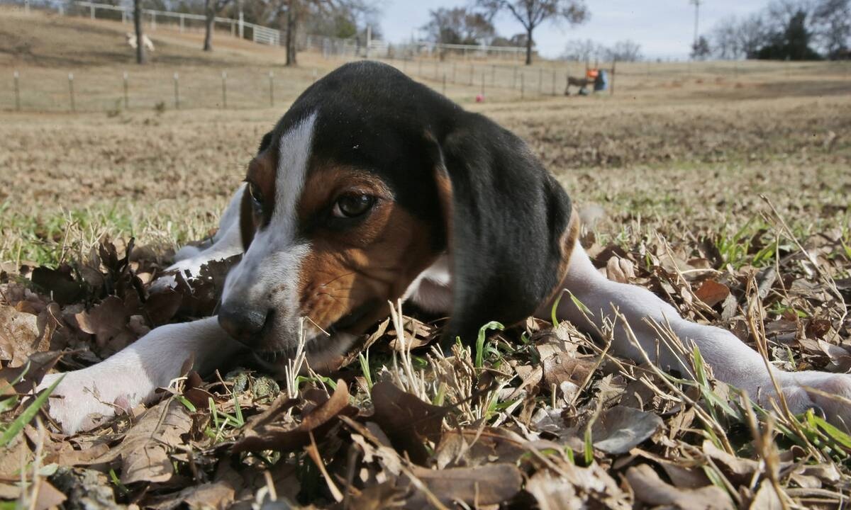 «Κανένα ζώο αδέσποτο, κανένα κακοποιημένο»: Τι προβλέπει το νέο νομοσχέδιο για τα ζώα