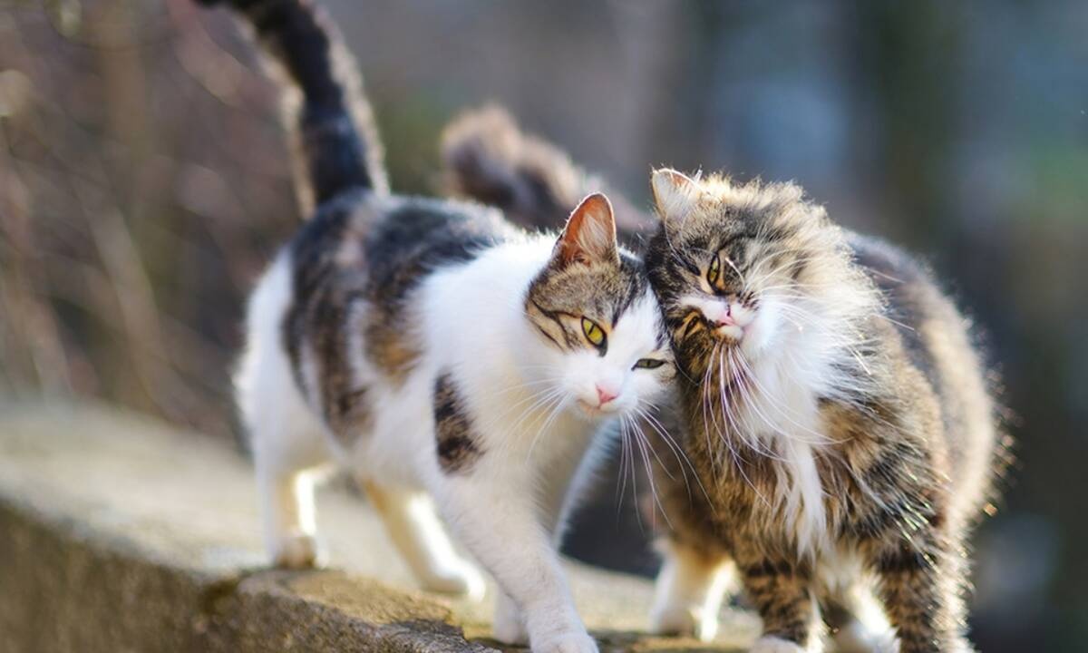Διάβασε ΔΩΡΕΑΝ την προσωπική σου πρόβλεψη, για σήμερα 11/03/2021