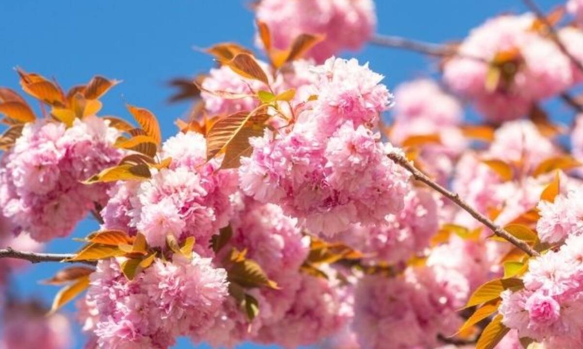 Κινέζικη αστρολογία: Προβλέψεις των ζωδίων από 13/03 έως 12/04