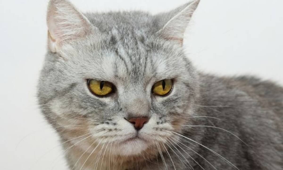 Αυτά είναι τα 4 ζώδια που κατηγορούνται συχνά για αναισθησία!