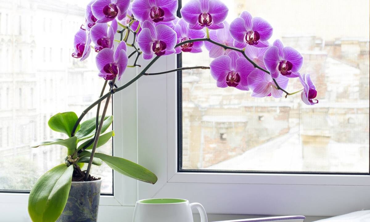 Ημερήσιες Προβλέψεις για όλα τα Ζώδια 31/03