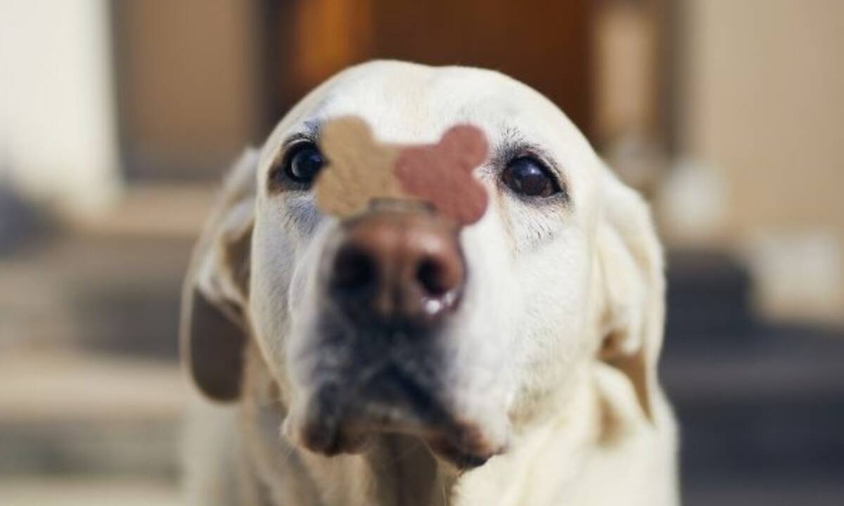 Η υπομονή είναι αρετή και αυτά τα ζώδια το γνωρίζουν καλά!