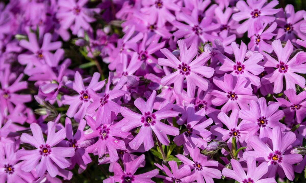 Διάβασε ΔΩΡΕΑΝ την προσωπική σου πρόβλεψη, για σήμερα 17/05/2021