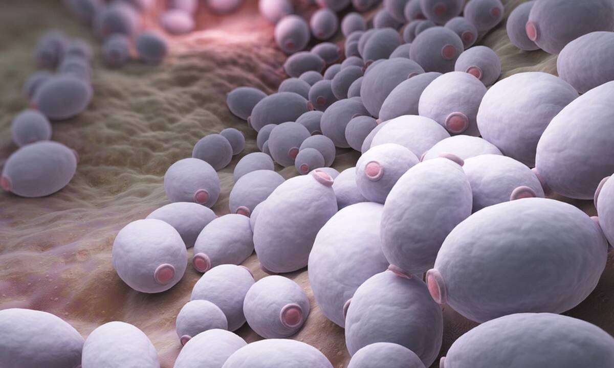 Μύκητες γεννητικών οργάνων: 6 βότανα για φυσική αντιμετώπιση (εικόνες)